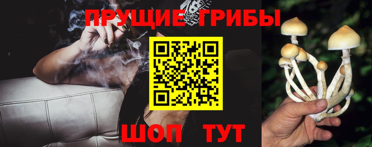 Псилоцибиновые грибы Cubensis  Старая Русса  Псилоцибиновые грибы прущие грибы 
